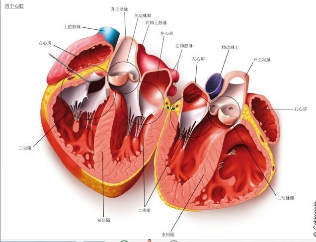 心脏解剖图