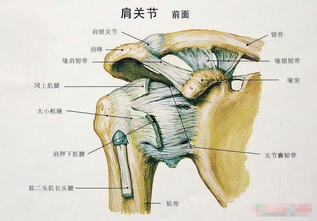 人体肩周位置示意图图片