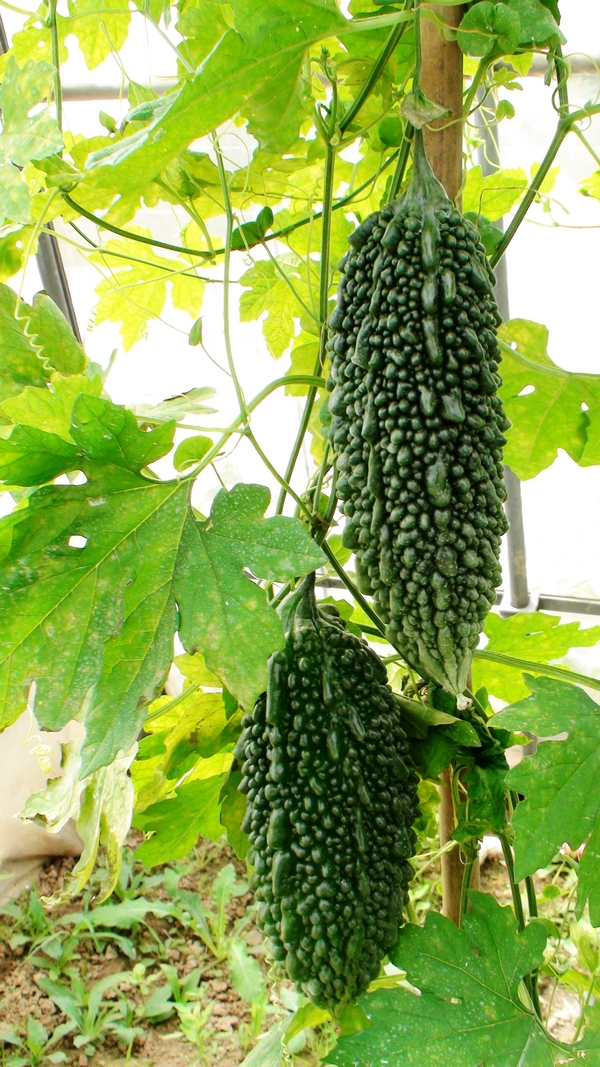 全身是宝的四系生态黑苦瓜