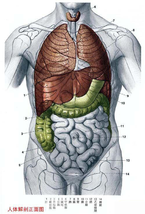 人体器官全图人体系统全图人体肌肉全图骨骼全图
