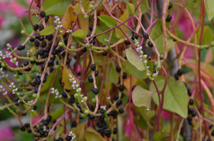 落葵科藤三七boussingaultiagracilis