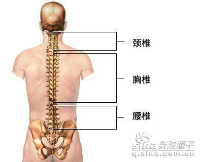 2脊椎模型1