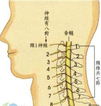 颈椎腰椎图