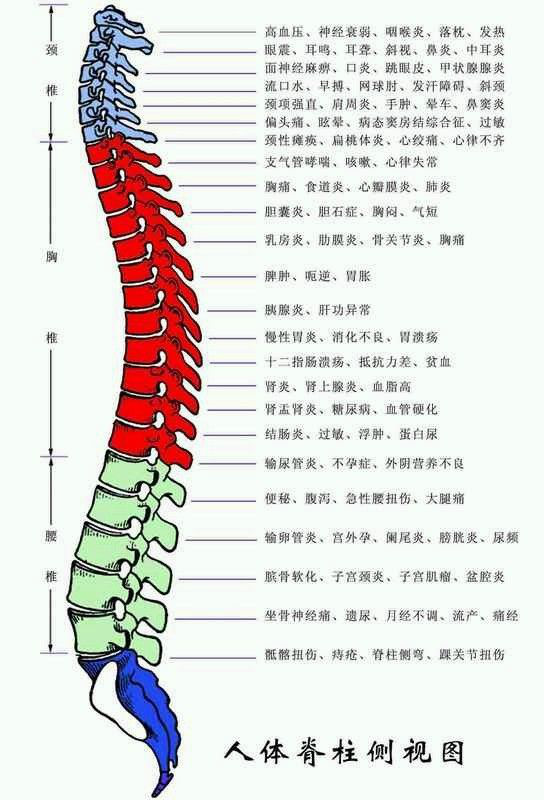 颈椎腰椎图
