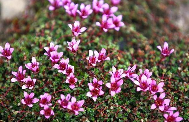 适合冬天养耐寒的植物有哪些