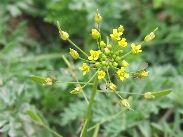 在老先生所讲的方子当中,让我印象最深刻的是葶苈大枣泻肺汤这个方子!