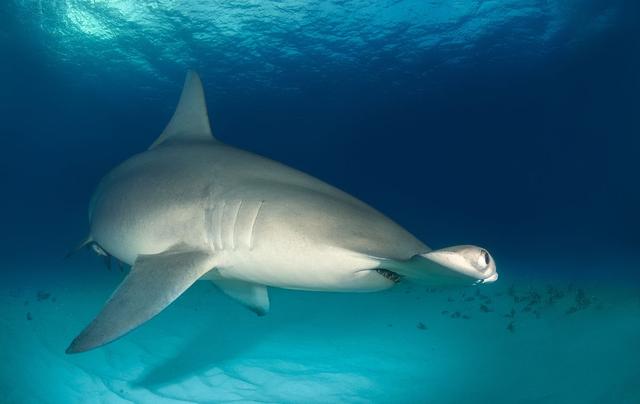 物种百科双髻鲨