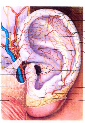 耳朵血管分布图片图片