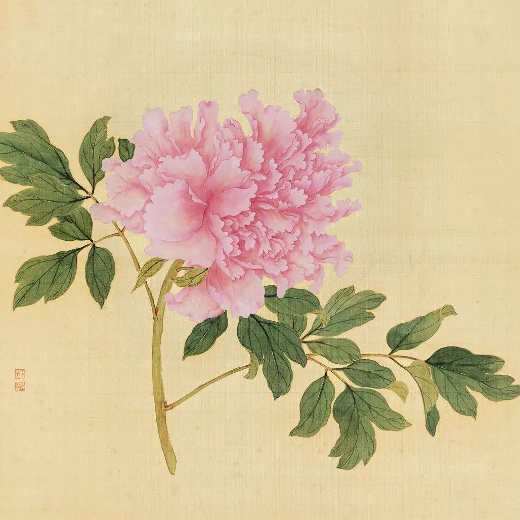 蒋廷锡工笔牡丹的一百种打开方式够美够艳够妖娆