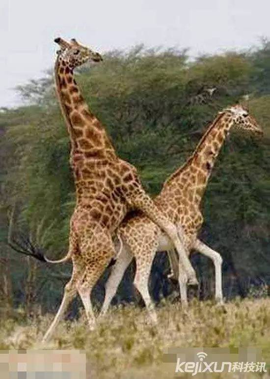 十大最不可思议动物行为难度系数有点高