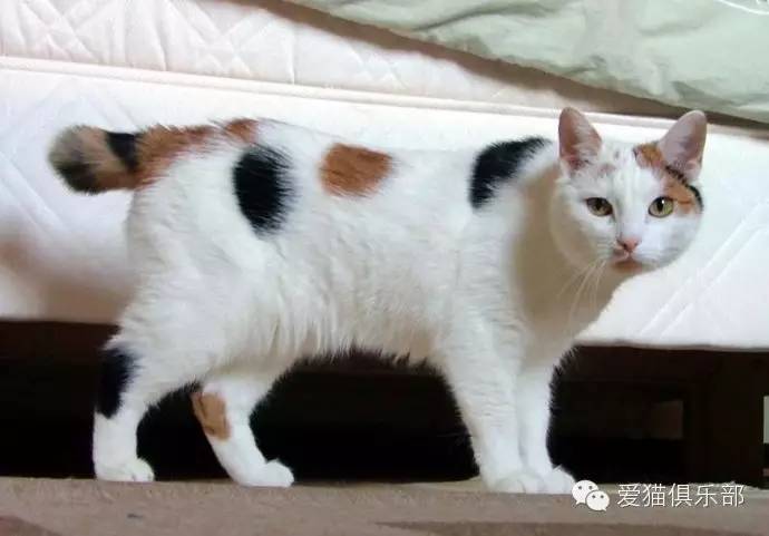 世界名猫品种大全