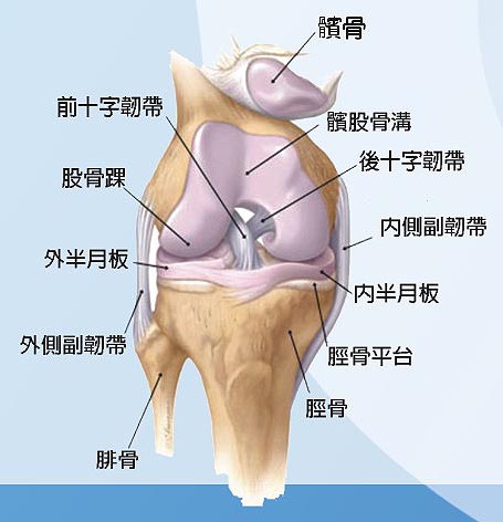 人膝盖骨骼结构图图片