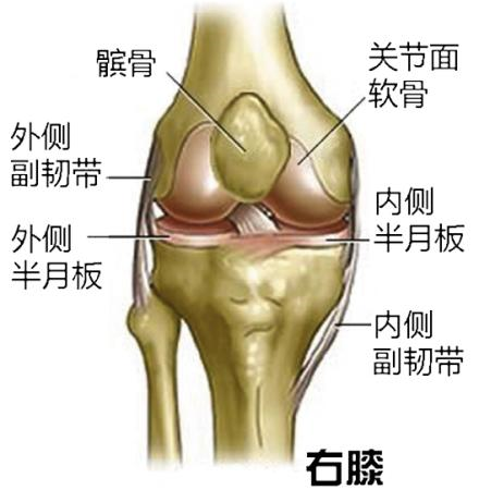 膝盖骨结构彩色示意图图片