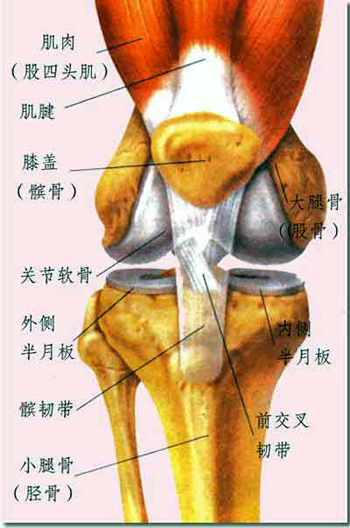 膝关节结构示意图