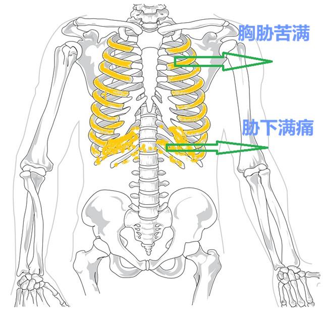 小柴胡汤是治感冒,肝病,胸胁胀闷的好方,关键要抓住它本质!