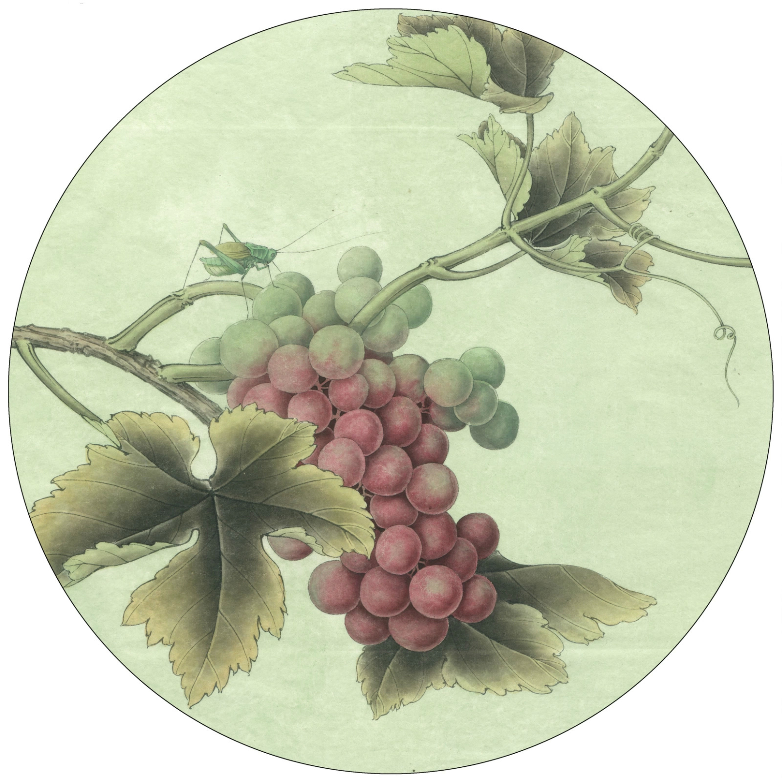 李晓明工笔画《葡萄蝈蝈》画法(图片,视频,文字记录)