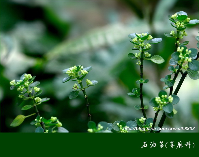 (5)石油菜:特别重申:本篇文档资料为 "好网角收藏