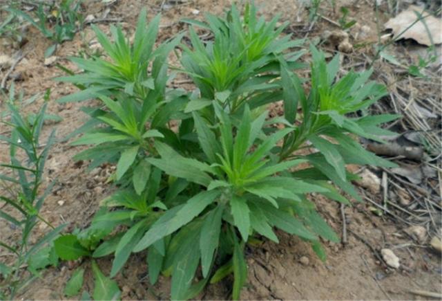 在农村有一种被老百姓当柴烧的野草却是主治肠炎牛皮癣的好药