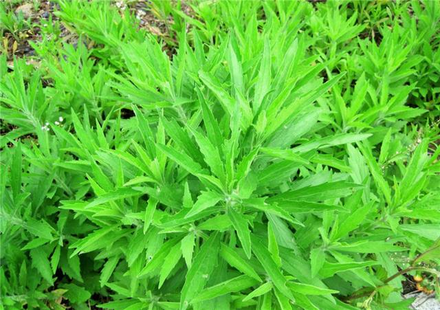 在农村有一种被老百姓当柴烧的野草却是主治肠炎牛皮癣的好药