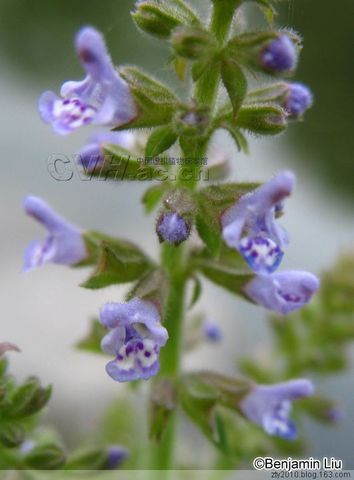 神奇的蛤蟆草治疗咽炎和咳嗽有奇效