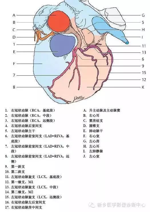 乳内动脉位置图片