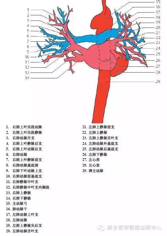 超详细的胸部血管解剖标注建议收藏