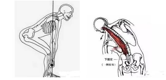 豎脊肌解讀很詳細