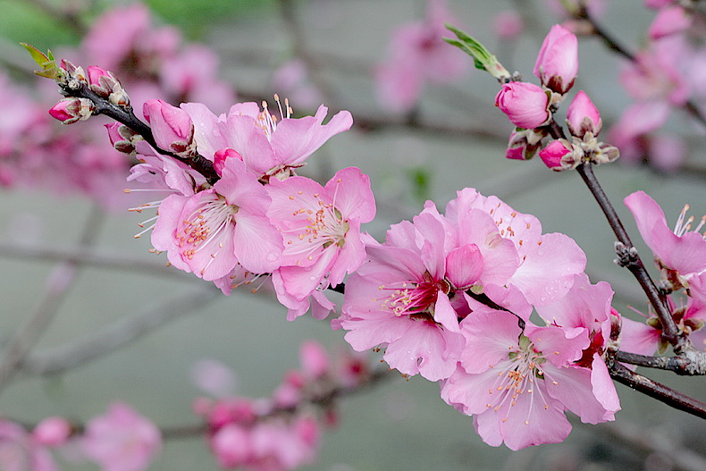 百花齐放春满园美图