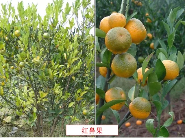 柑橘褐腐病图片高清大全图库(柑橘褐腐病菌图片)