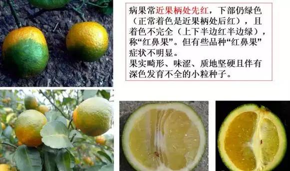 柑橘白粉病的原因分析报告图片高清版()