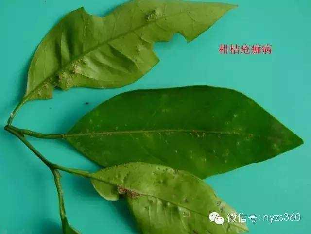 柑橘白粉病的图片(柑橘白绢病怎么治)