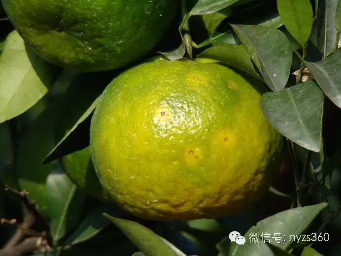 柑橘病害高清图谱2015年收藏版