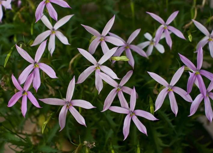 彩星花,一年生直立草本,花顶生或者腋生,花冠管长柱形,先端花瓣五裂