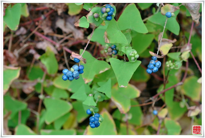 中草药杠板归治疗带状疱疹即"蛇缠腰"特效