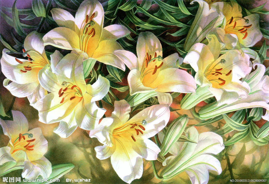 系列绘画美术作品画家笔下的百合花