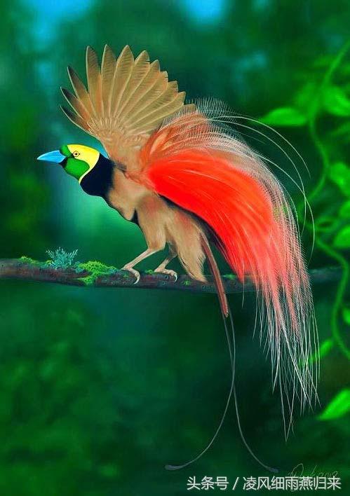 世界上最漂亮的鸟——天堂鸟,太美了,光彩夺目