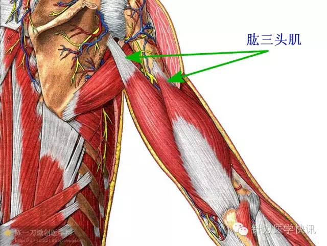 肱橈肌——肱橈肌與大部分肌肉比較,它具有重要的槓桿作用,因此它