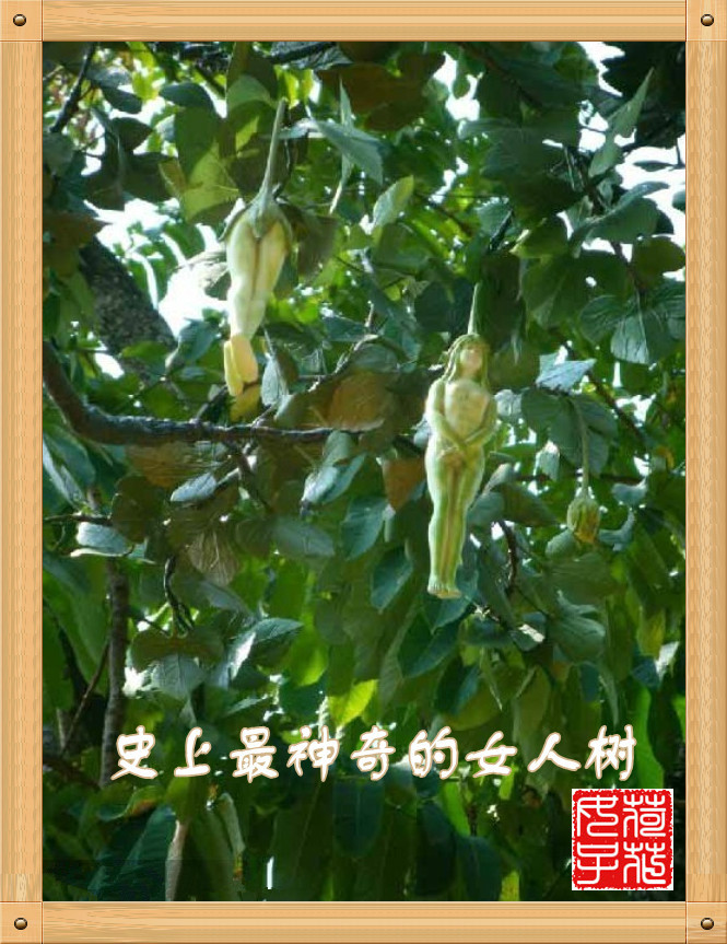 编辑制作/荷花小女子女人树,这是在泰国的一种树,名字叫"nareep