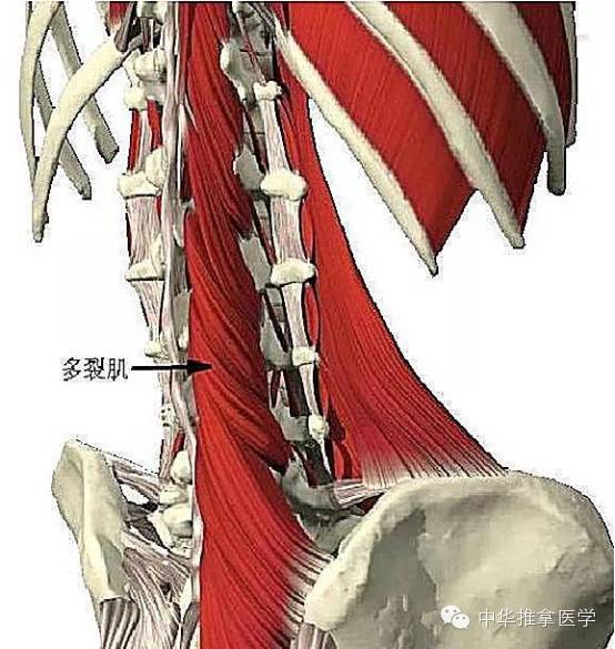 多裂肌回旋肌图片