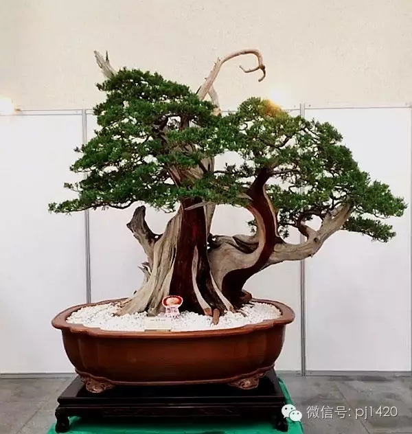 全是中国顶尖的盆景收藏极品