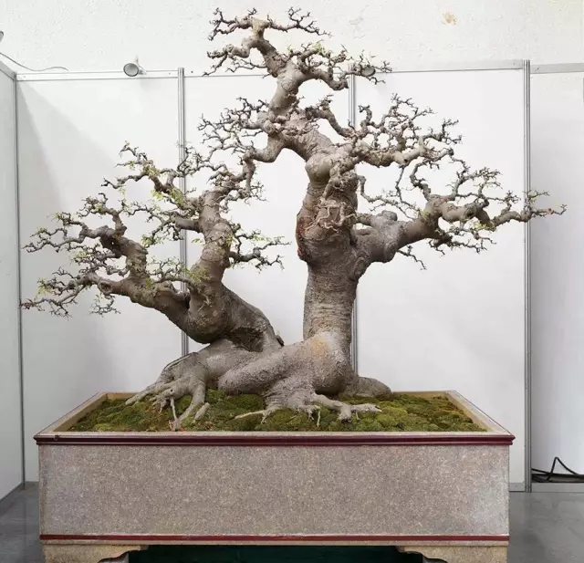 cm 王朝君藏品▲"碧云凌宵" 大阪松 高110cm 沈水泉藏品▲"古木天香"