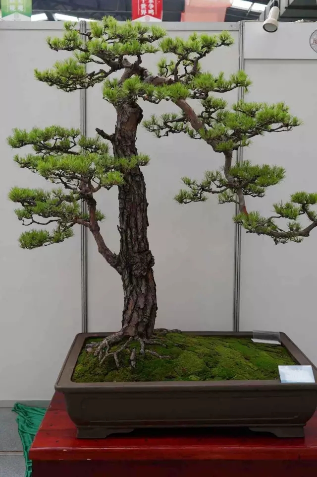 全是中国顶尖的盆景收藏极品