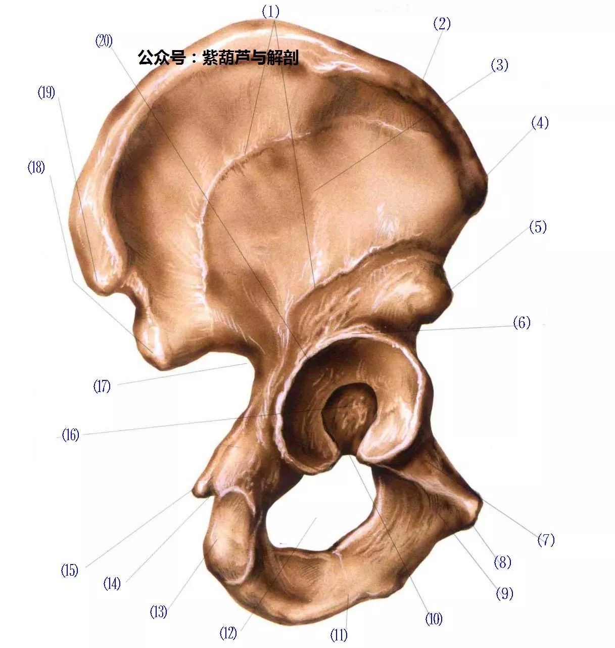 骨骼系统骨盆3d解剖视频结合文字描述