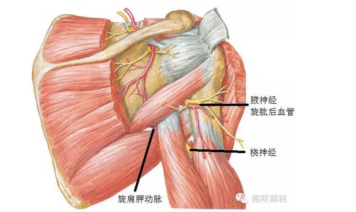 (1)在腋窩內與肱深動脈一同行向外下,先經肱三頭肌長頭與內側頭之間