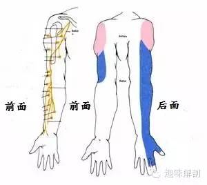 橈神經相關解剖和疾病