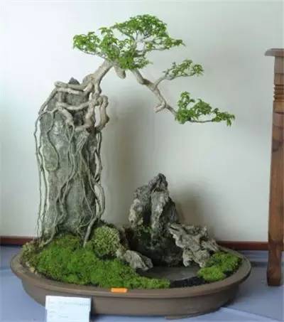 叹为观止的大师级附石盆景树木与石头浑然一体