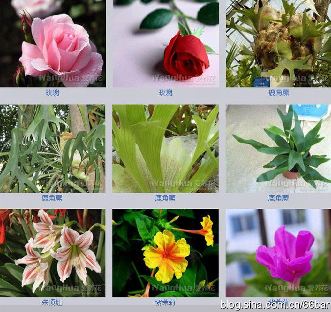 100种鲜花的名字和图片图片