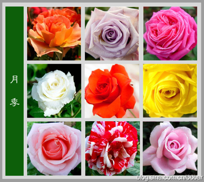 花卉名称大全313种草本木本花卉图片你知道这是什么花么