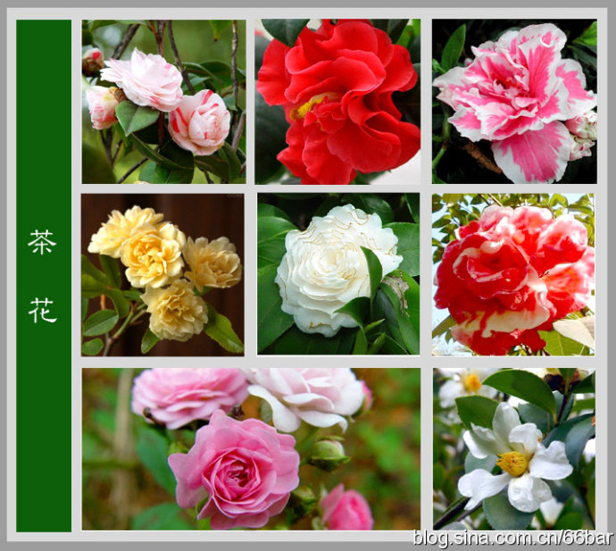 花卉名称大全313种草本木本花卉图片你知道这是什么花么