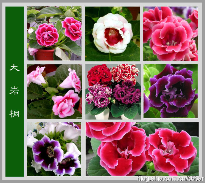 花卉名称大全-313种草本木本花卉图片-你知道这是什么花么